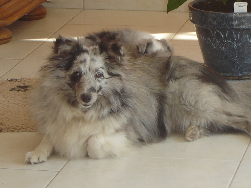Elfy bleue bicolore du Trésor d'Ysatis