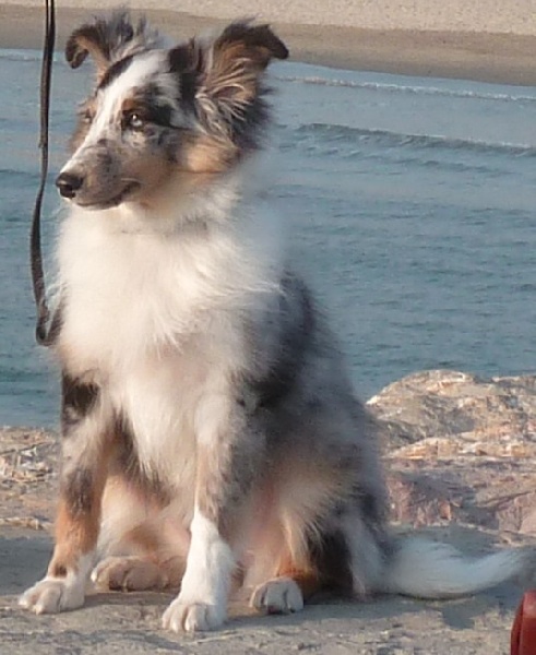 Follye bleue Des Shelties De La Rose