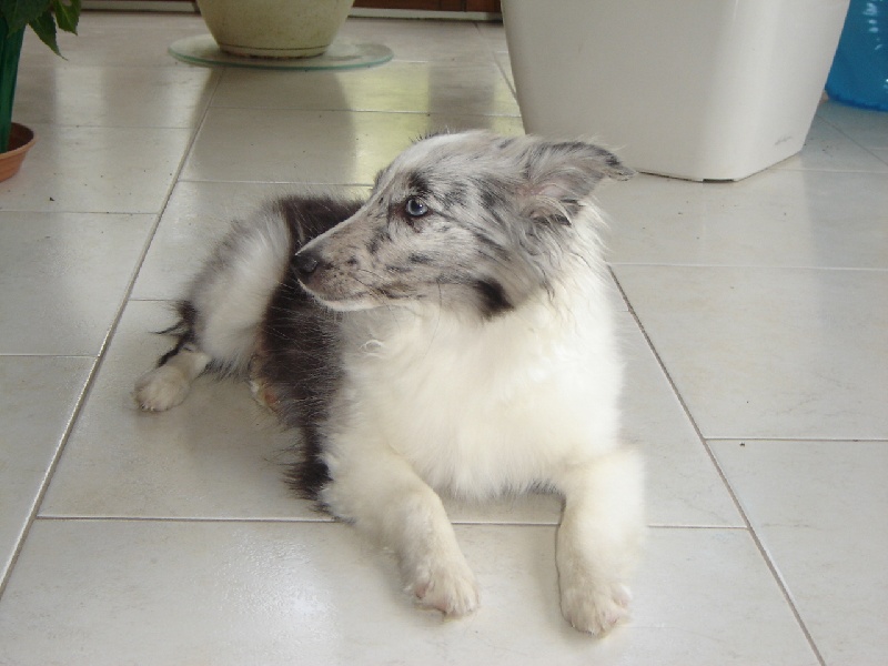 Gessy bleue Des Shelties De La Rose