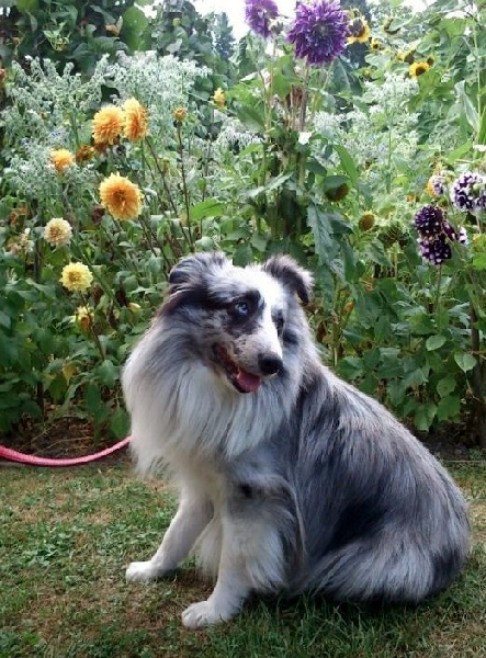 Gordon bleu Des Shelties De La Rose