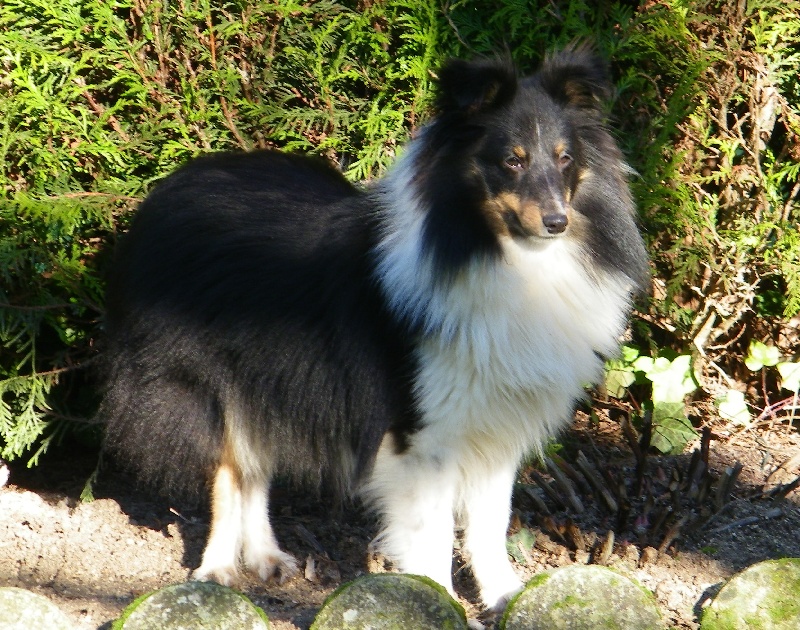 Helios brun Des Shelties De La Rose