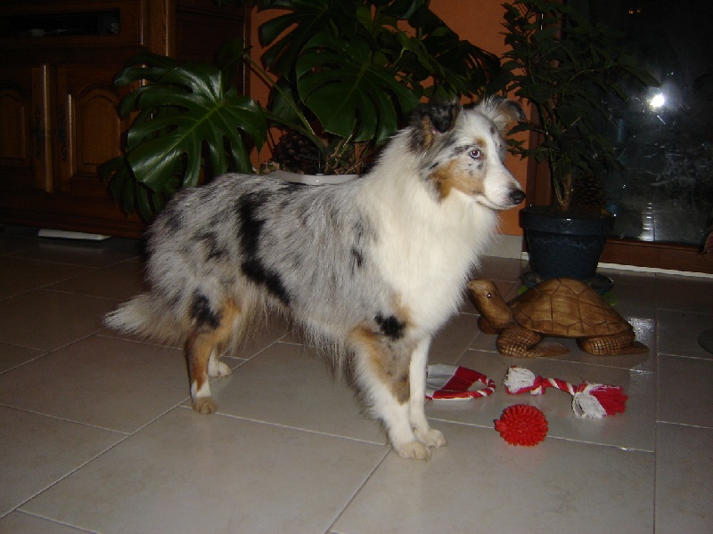 Gennie bleue des Famonadyns