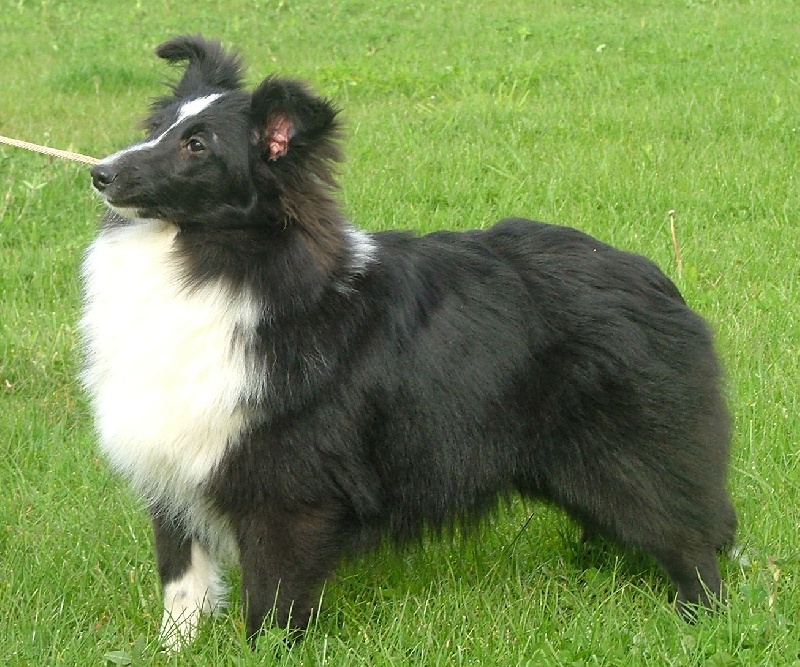 Guimauve noire Des Shelties De La Rose