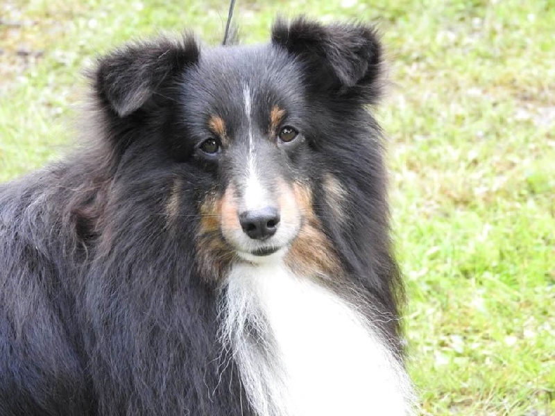 Illico brun Des Shelties De La Rose