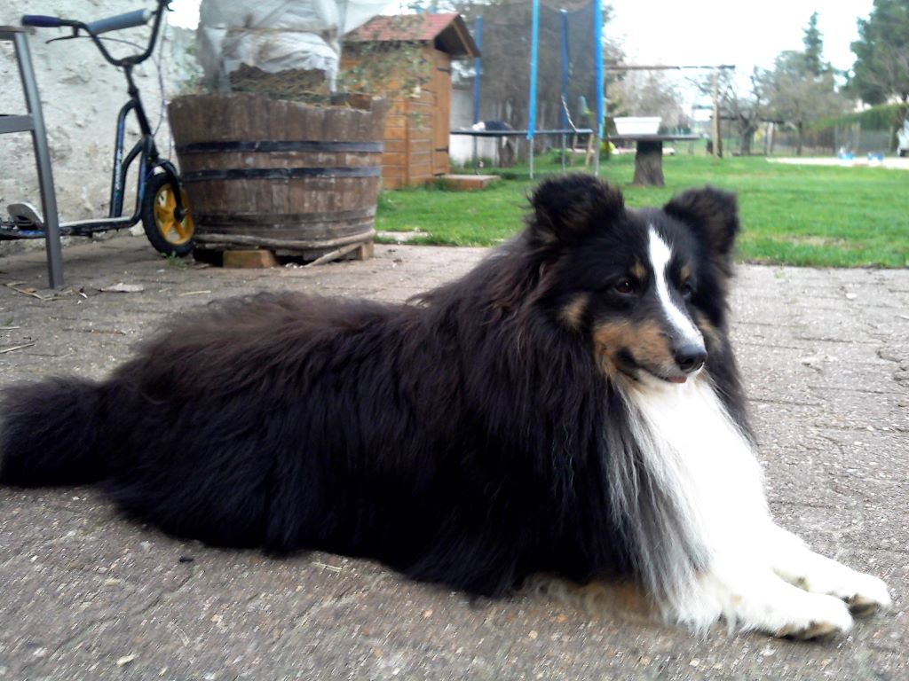 Lasco brun Des Shelties De La Rose