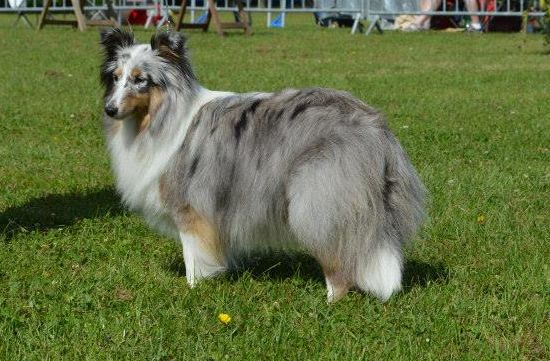 Haphrodite blue des Baganières