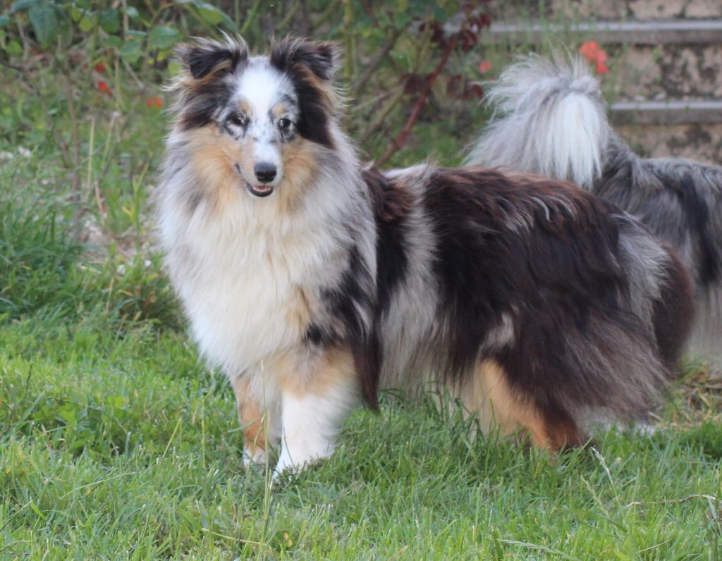 Ness Des Shelties De La Rose