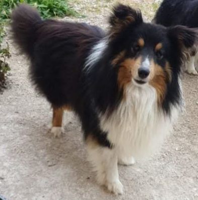 Roudoudou Des Shelties De La Rose