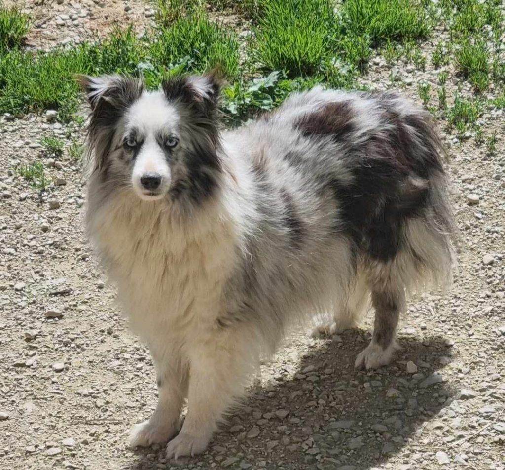 Rose Des Shelties De La Rose