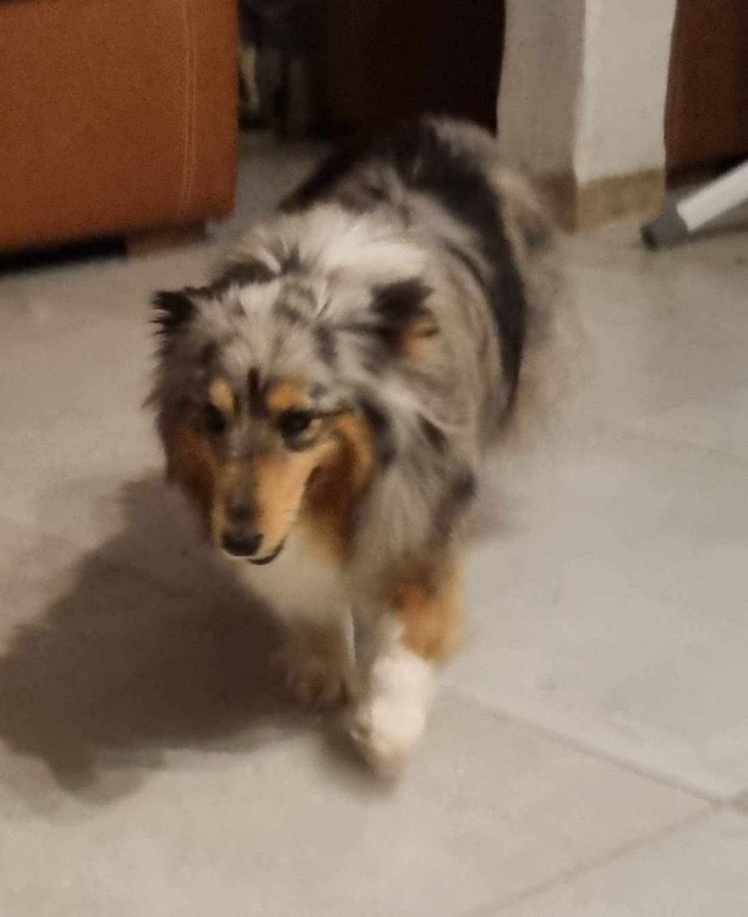 Telma Des Shelties De La Rose