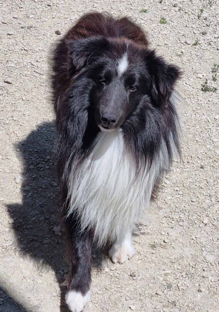 Spirou Des Shelties De La Rose