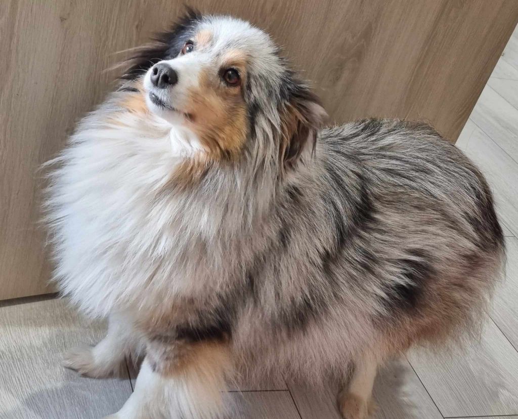 Texane Des Shelties De La Rose
