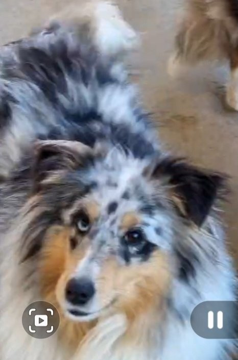 Tania bleue Des Shelties De La Rose