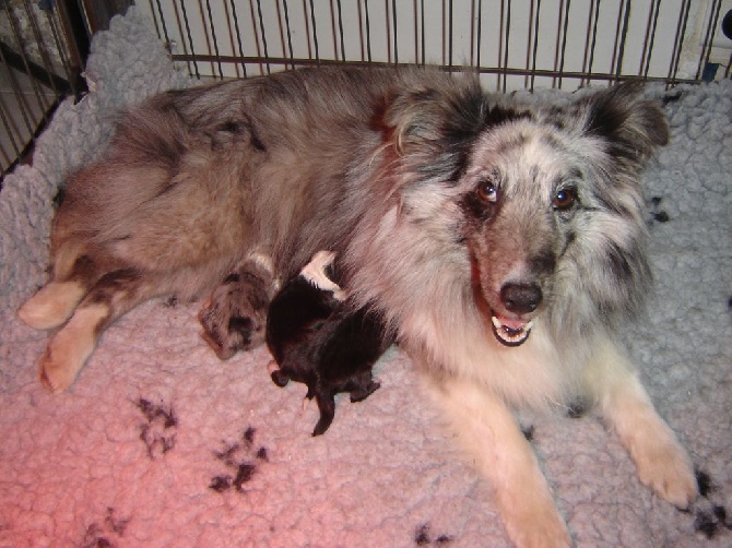 Des Shelties De La Rose - Elfy et ces bébés