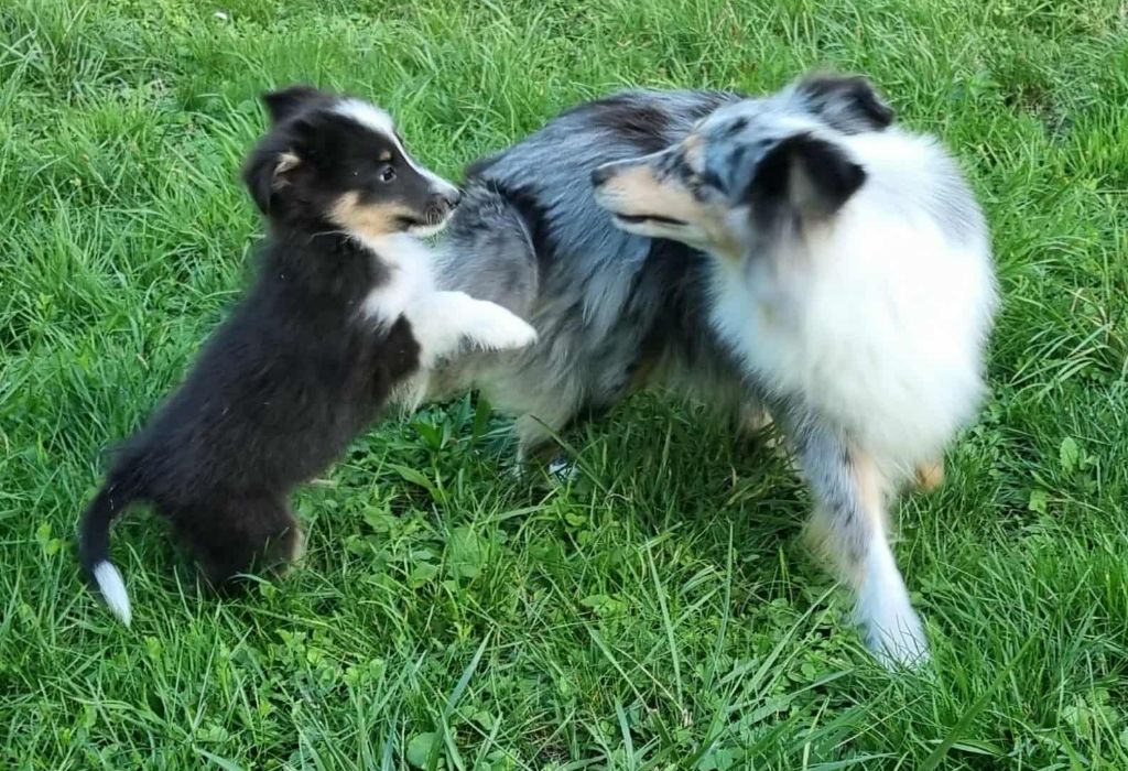 Des Shelties De La Rose - Chiots disponibles - Shetland Sheepdog