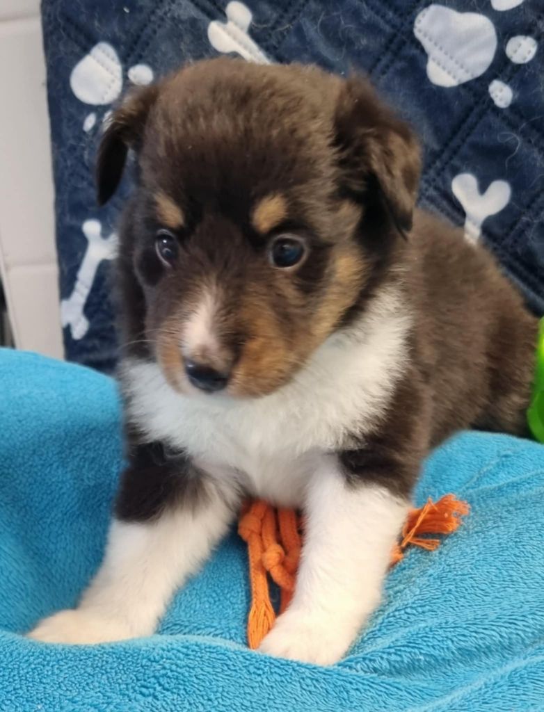 Des Shelties De La Rose - Chiots disponibles - Shetland Sheepdog