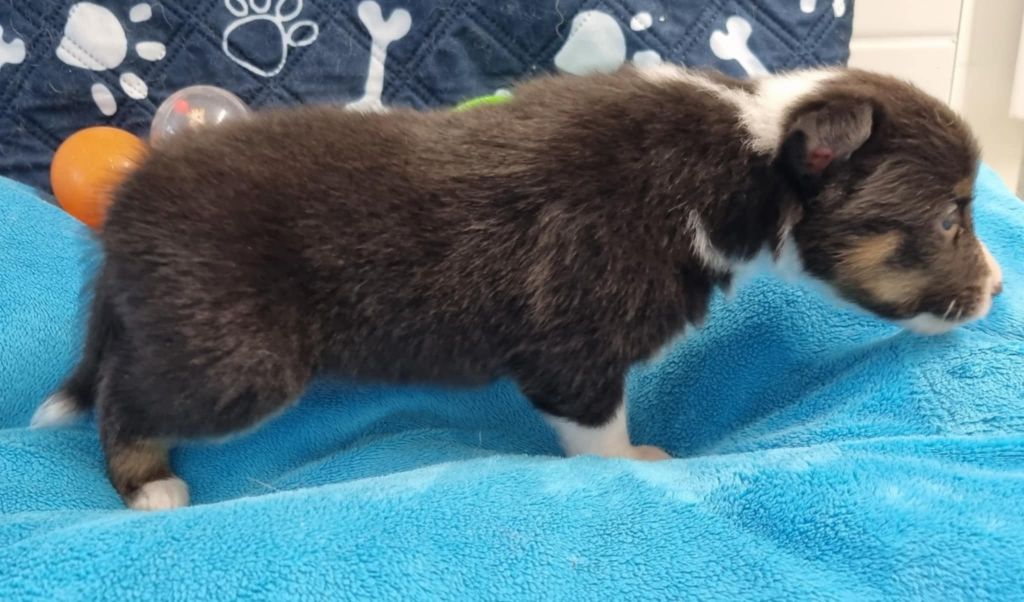 Des Shelties De La Rose - Chiots disponibles - Shetland Sheepdog
