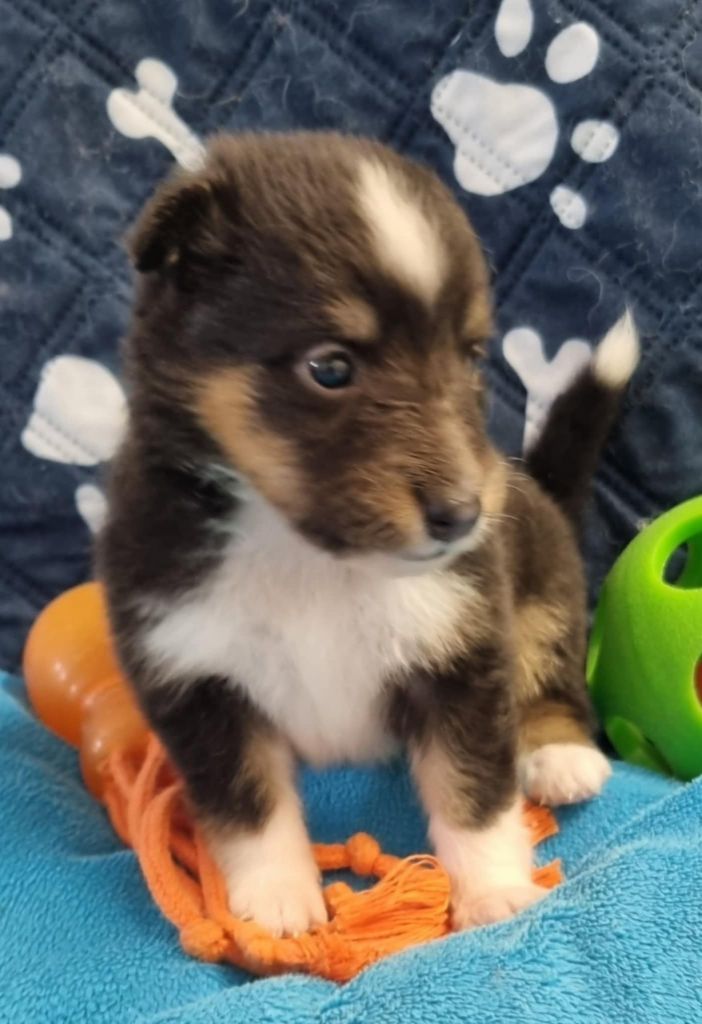 Des Shelties De La Rose - Chiots disponibles - Shetland Sheepdog