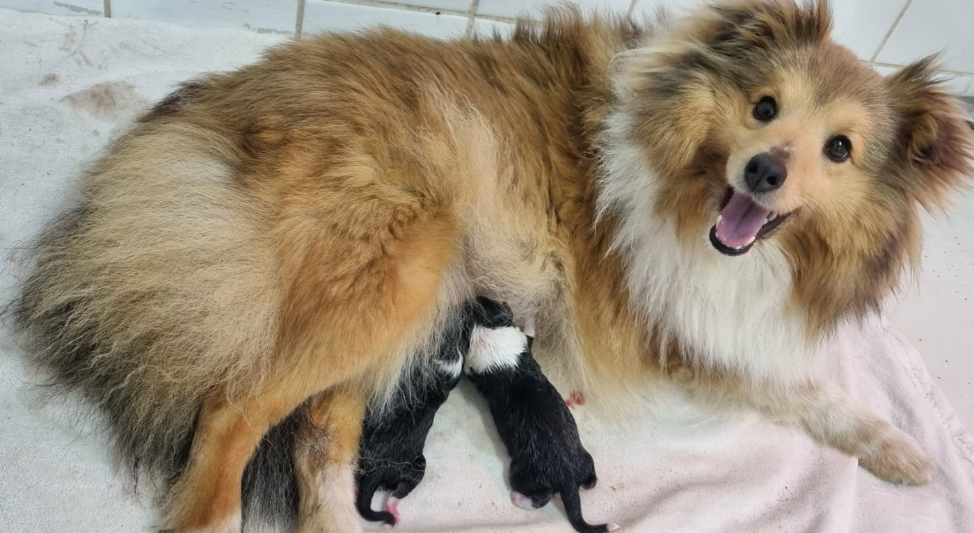 Chiot Shetland Sheepdog Des Shelties De La Rose