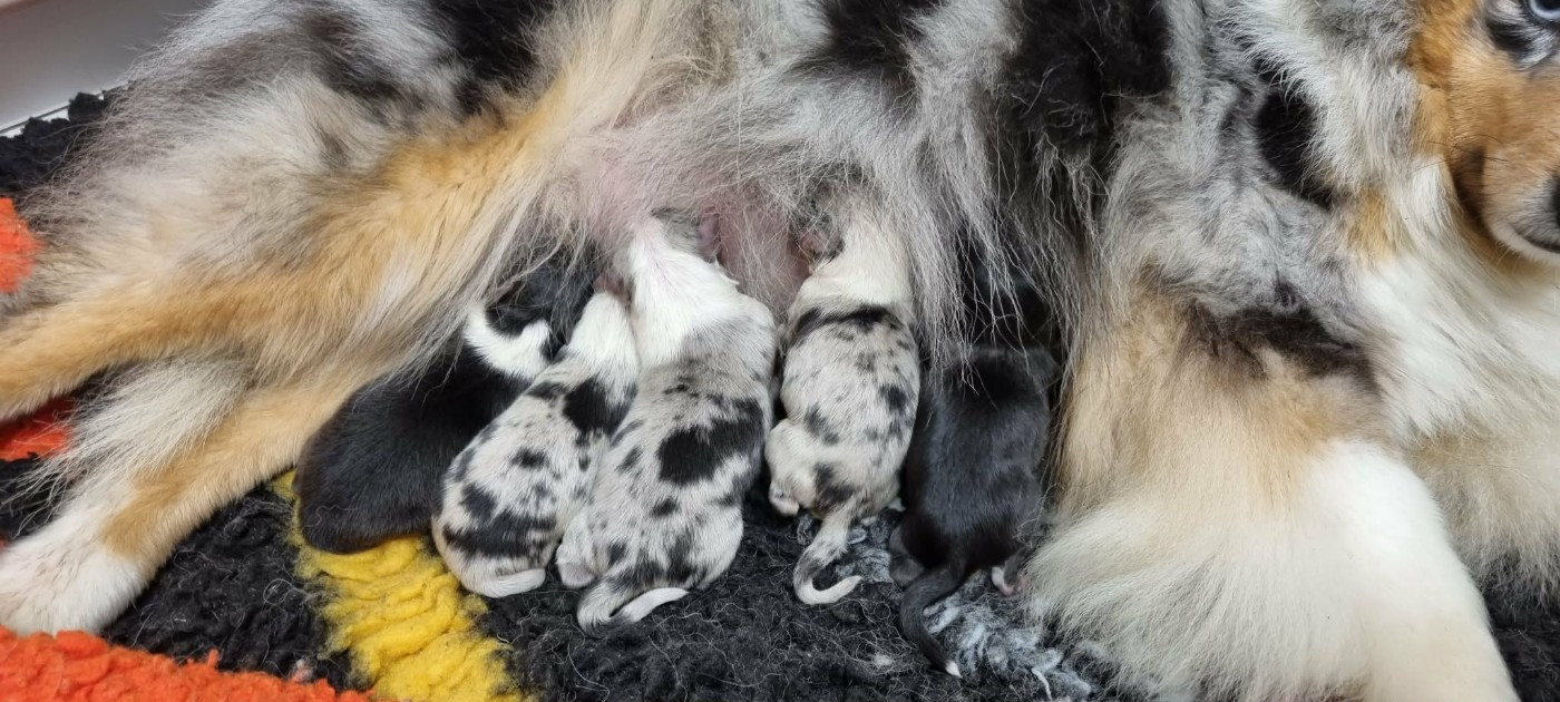 Chiot Shetland Sheepdog Des Shelties De La Rose