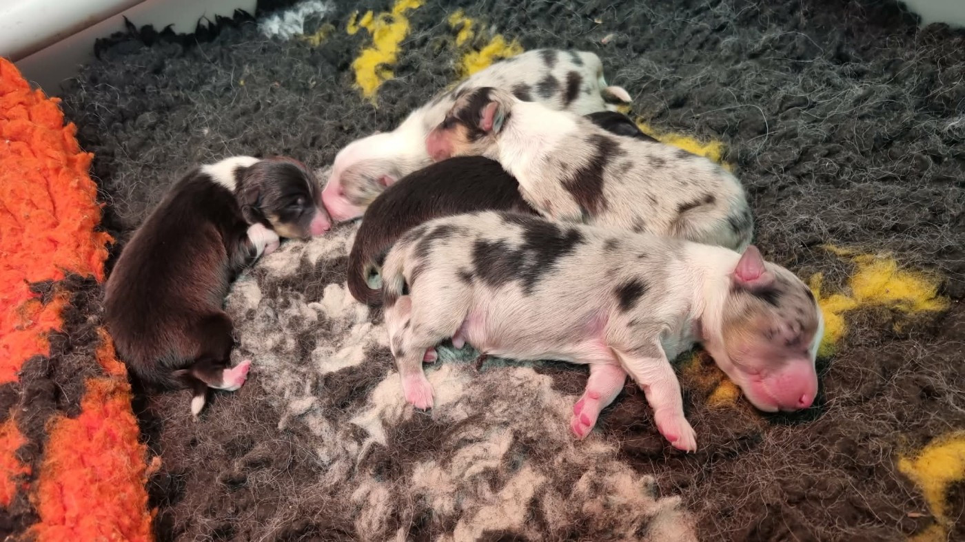 Chiot Shetland Sheepdog Des Shelties De La Rose