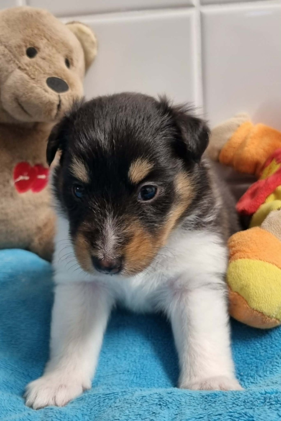 Des Shelties De La Rose - Chiots disponibles - Shetland Sheepdog
