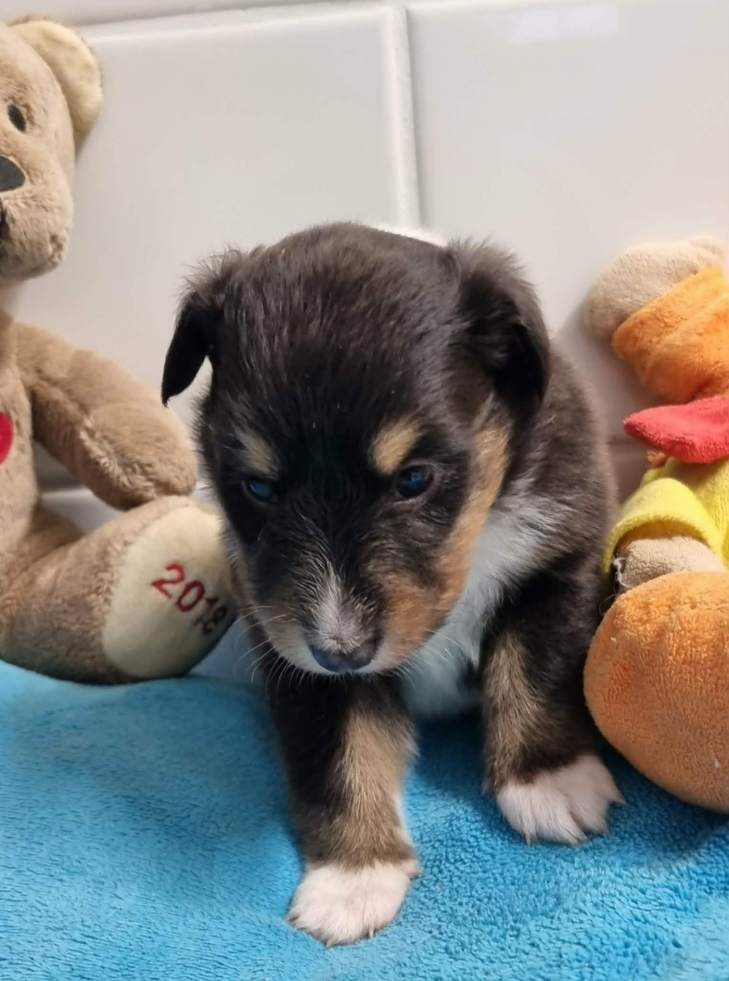 Des Shelties De La Rose - Chiots disponibles - Shetland Sheepdog