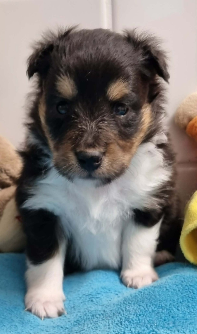 Des Shelties De La Rose - Chiots disponibles - Shetland Sheepdog