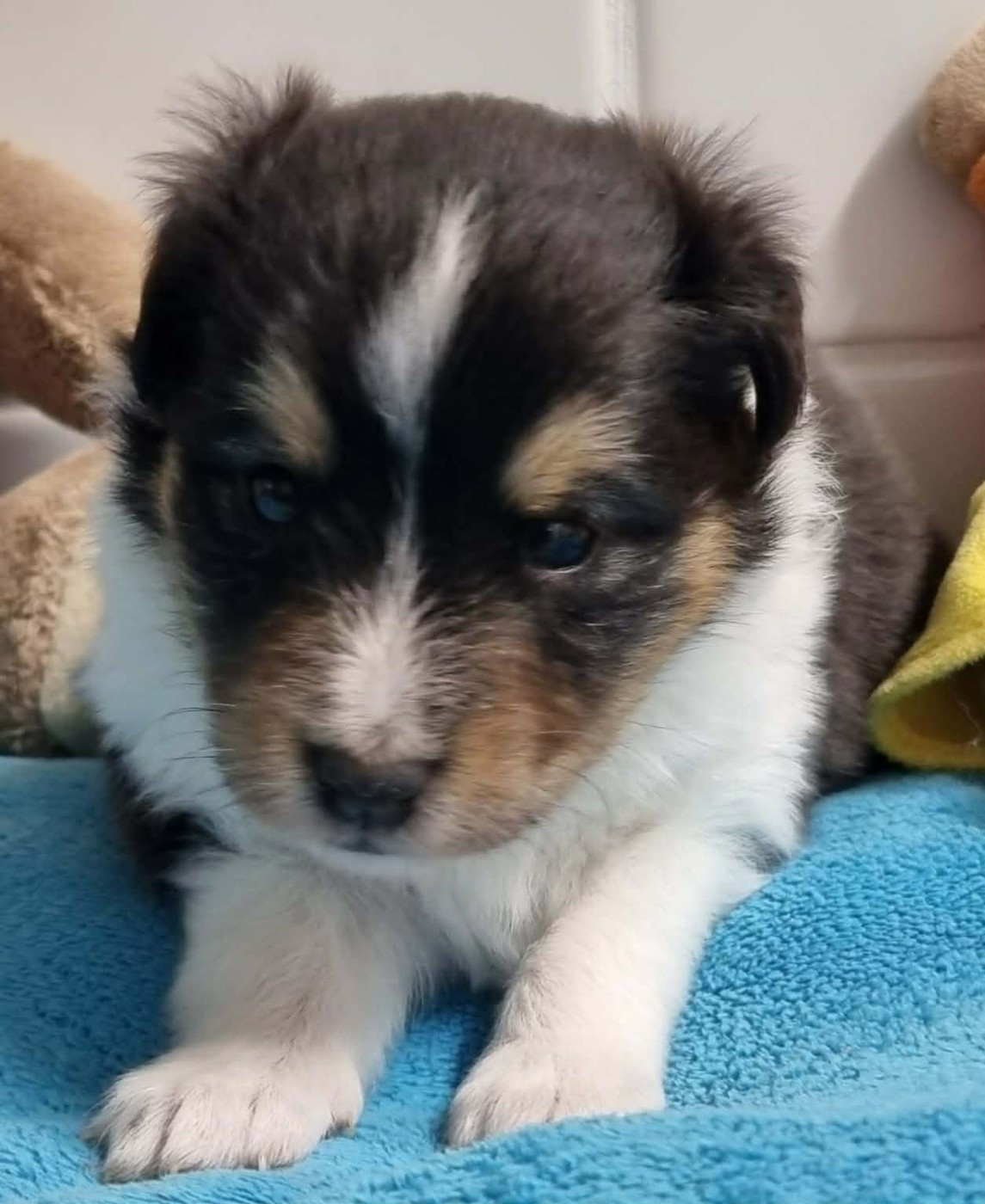 Des Shelties De La Rose - Chiots disponibles - Shetland Sheepdog