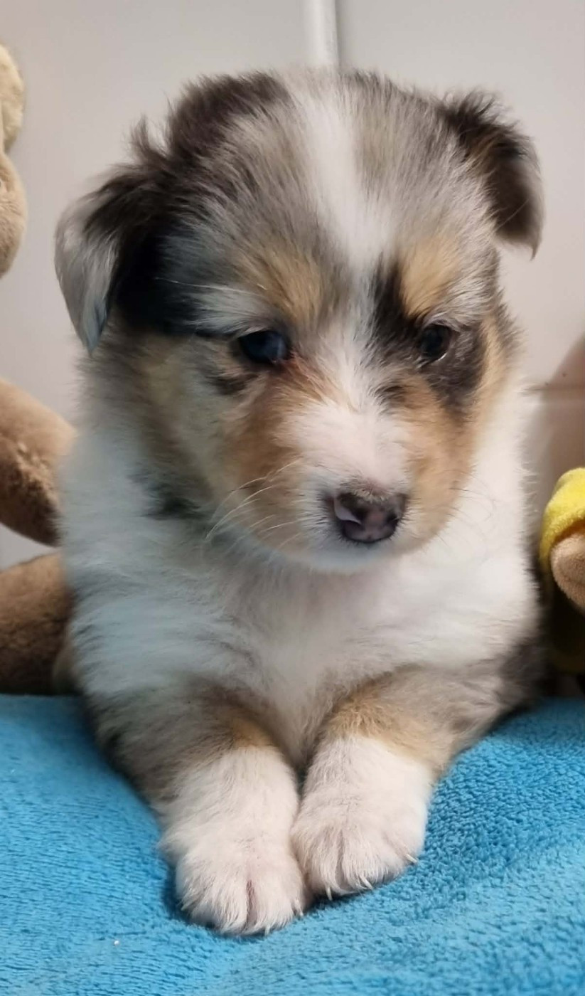Des Shelties De La Rose - Chiots disponibles - Shetland Sheepdog