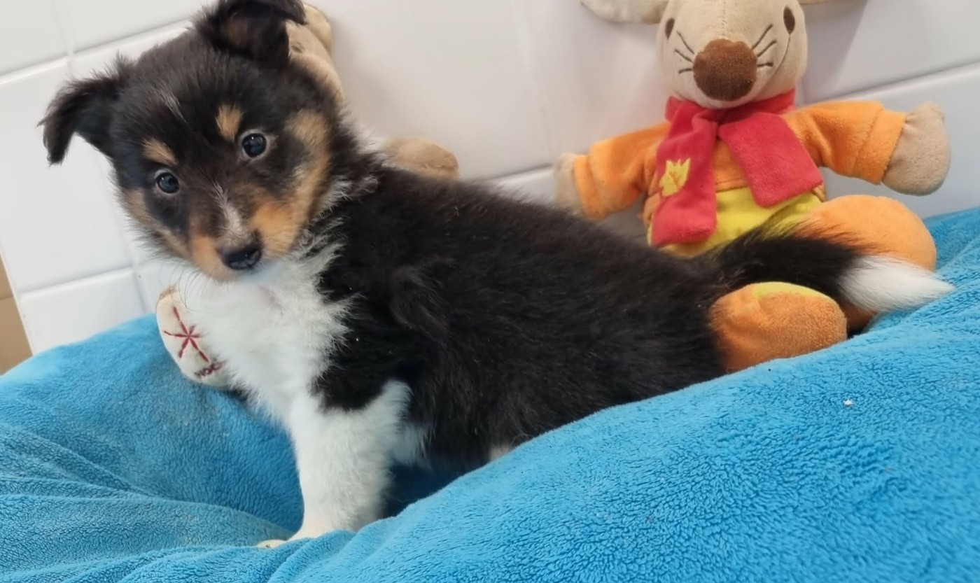 Des Shelties De La Rose - Chiots disponibles - Shetland Sheepdog