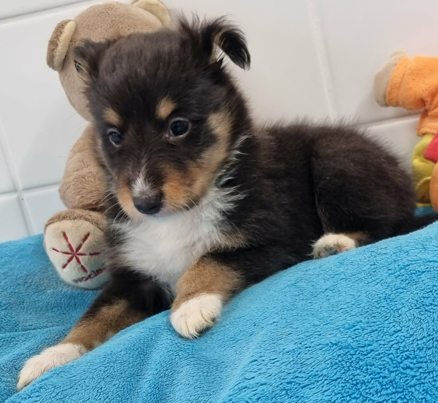 Des Shelties De La Rose - Chiots disponibles - Shetland Sheepdog