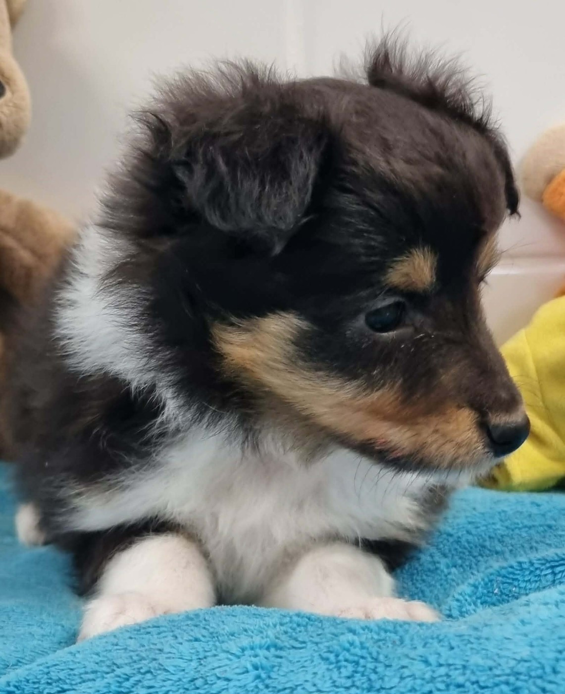 Des Shelties De La Rose - Chiots disponibles - Shetland Sheepdog