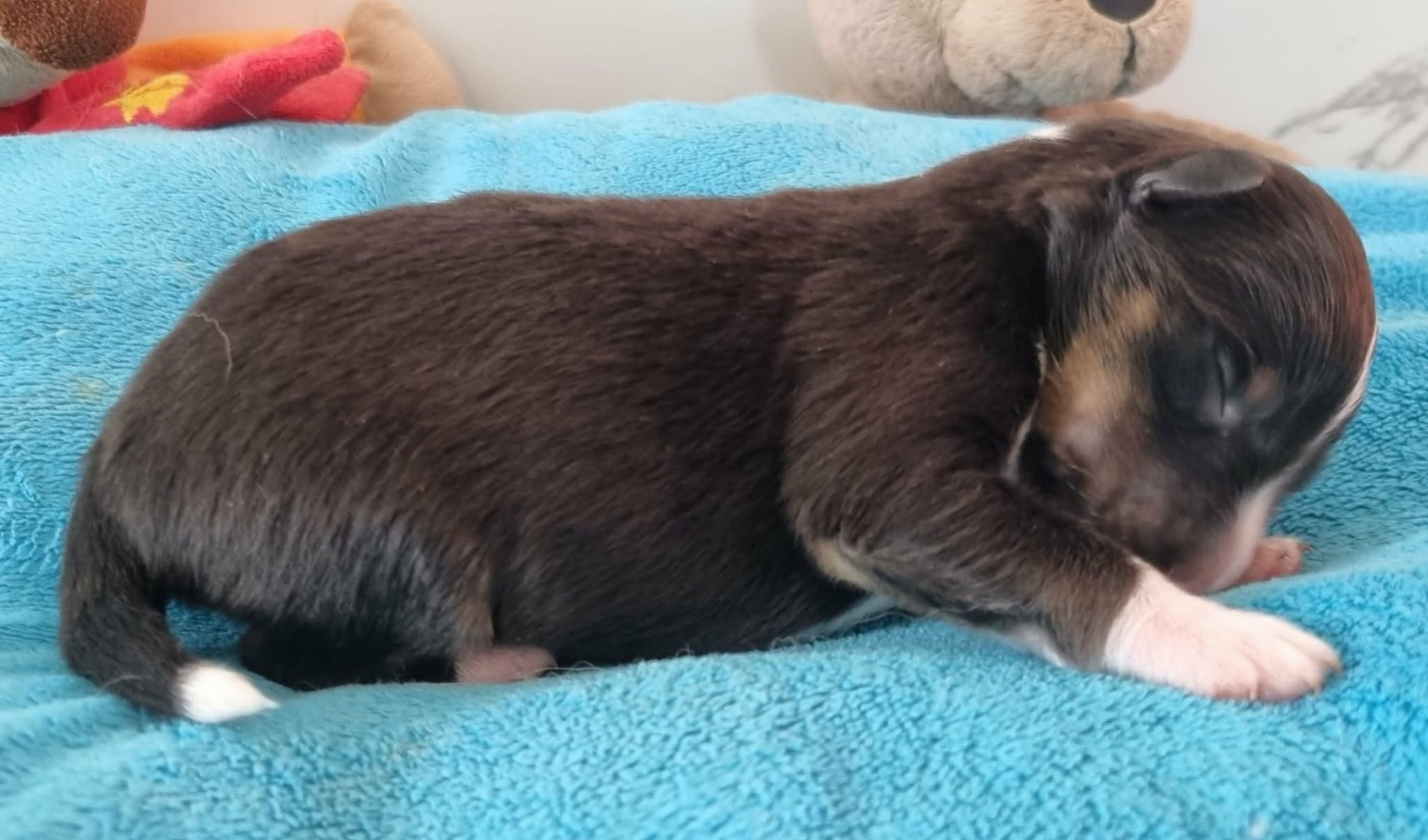 Des Shelties De La Rose - Chiots disponibles - Shetland Sheepdog