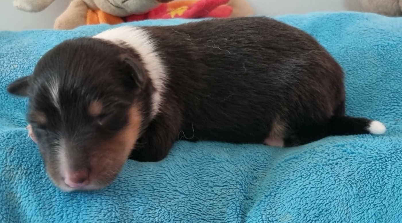 Des Shelties De La Rose - Chiots disponibles - Shetland Sheepdog