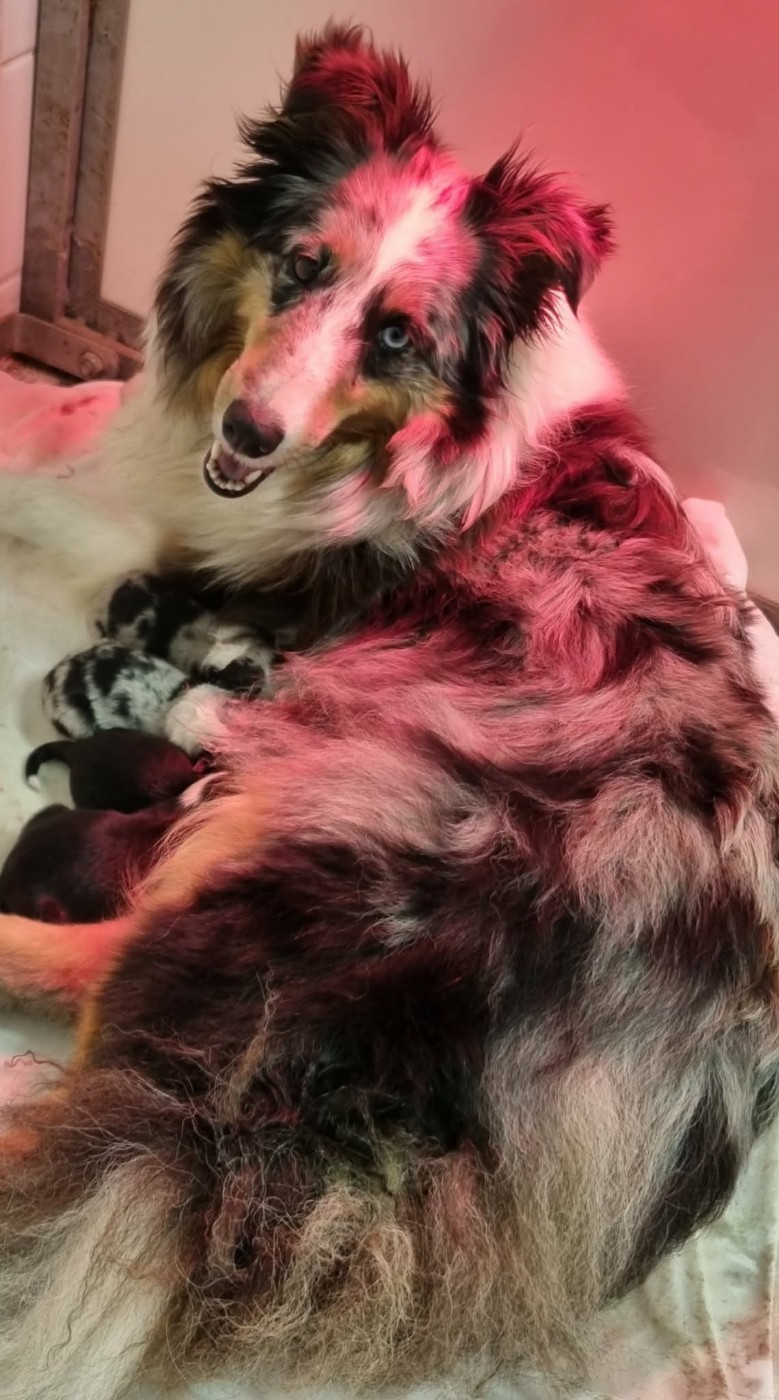 Chiot Shetland Sheepdog Des Shelties De La Rose