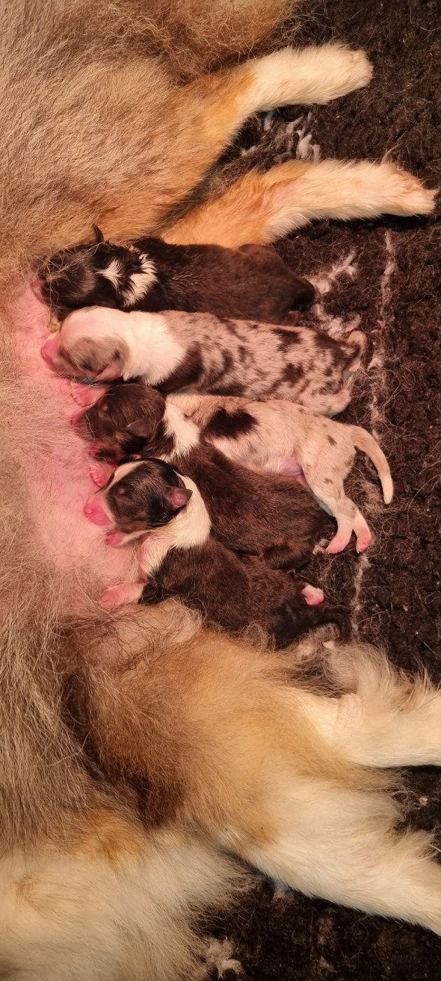 Chiot Shetland Sheepdog Des Shelties De La Rose