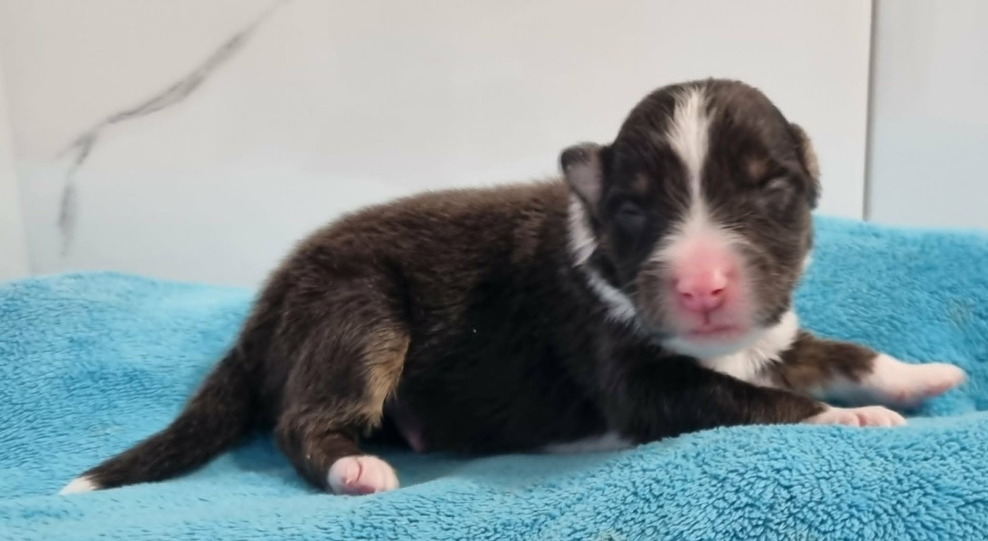 Des Shelties De La Rose - Chiots disponibles - Shetland Sheepdog