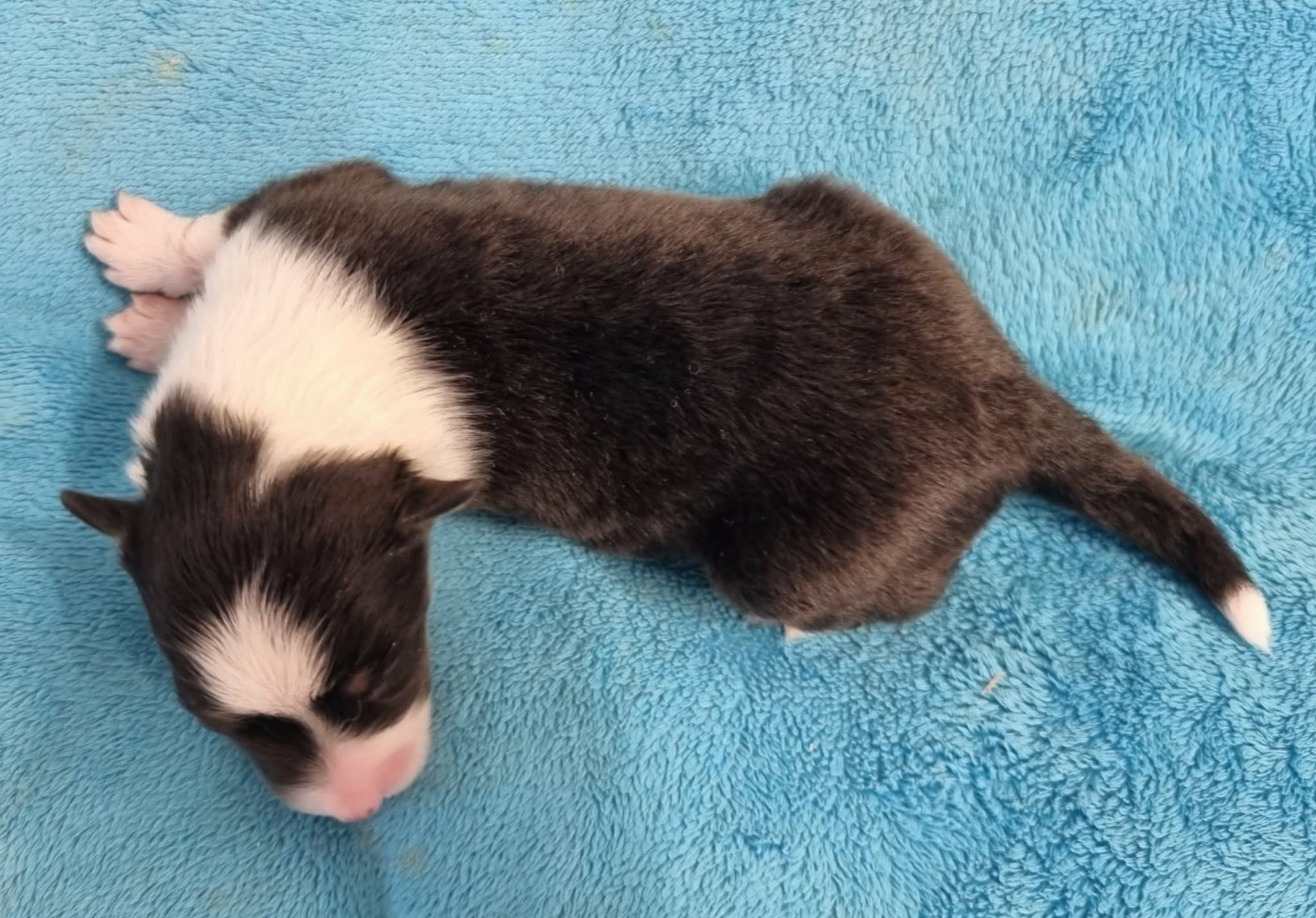 Des Shelties De La Rose - Chiots disponibles - Shetland Sheepdog