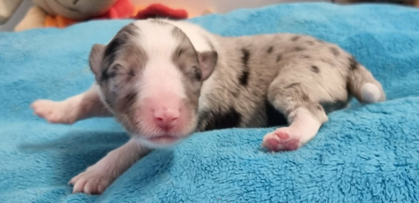 Des Shelties De La Rose - Chiots disponibles - Shetland Sheepdog