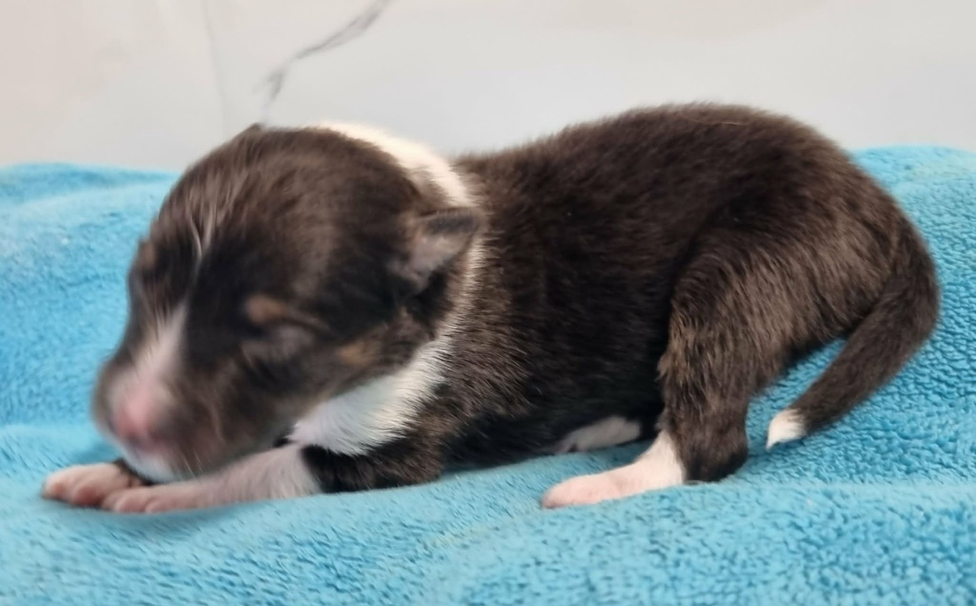 Des Shelties De La Rose - Chiots disponibles - Shetland Sheepdog