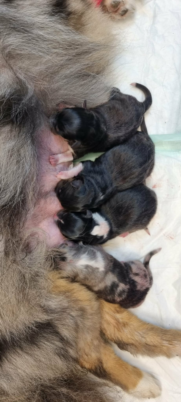 Chiot Shetland Sheepdog Des Shelties De La Rose