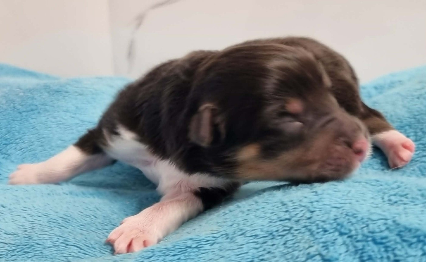 Des Shelties De La Rose - Chiots disponibles - Shetland Sheepdog