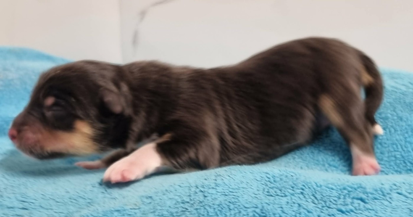 Des Shelties De La Rose - Chiots disponibles - Shetland Sheepdog
