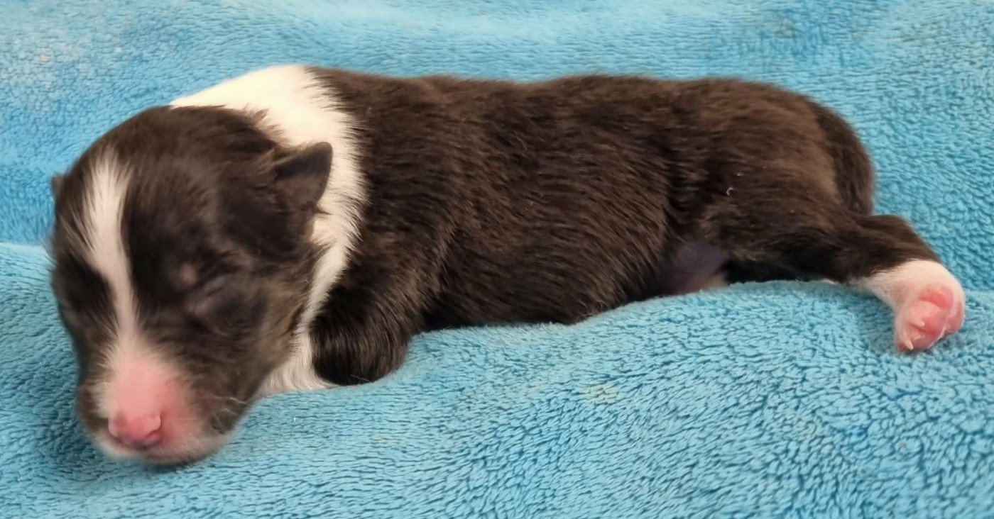 Des Shelties De La Rose - Chiots disponibles - Shetland Sheepdog