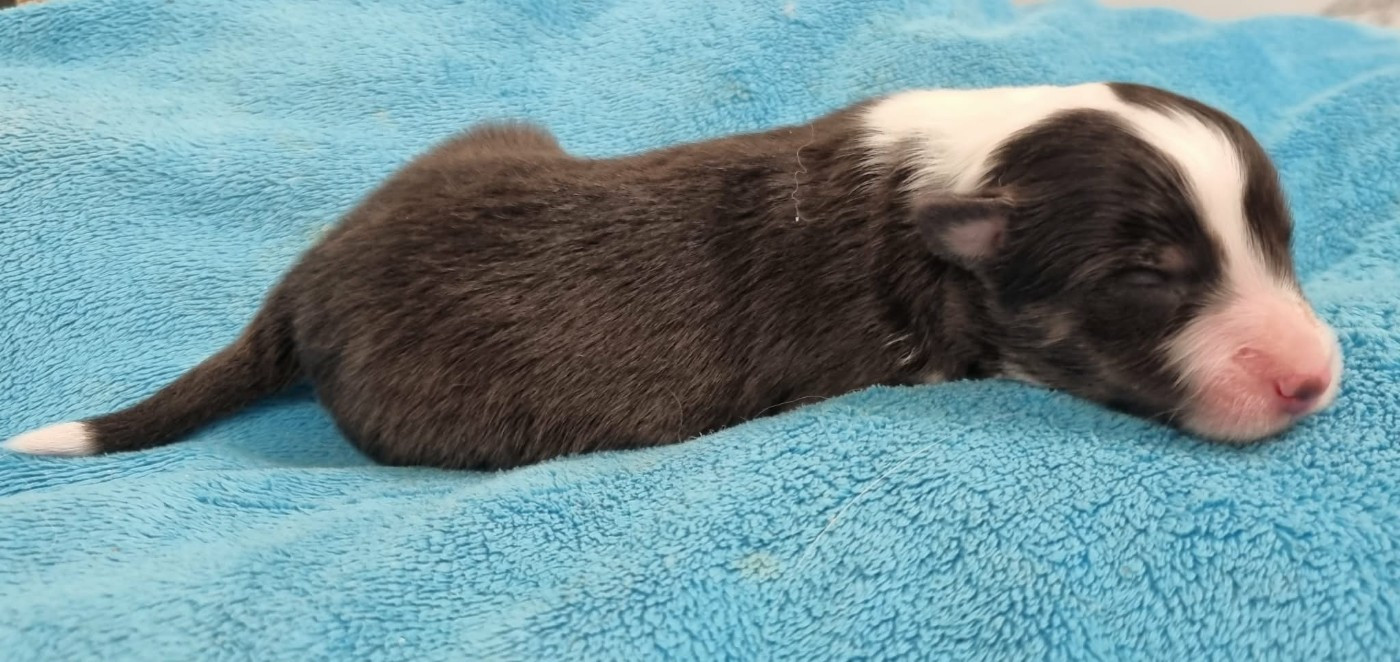 Des Shelties De La Rose - Chiots disponibles - Shetland Sheepdog