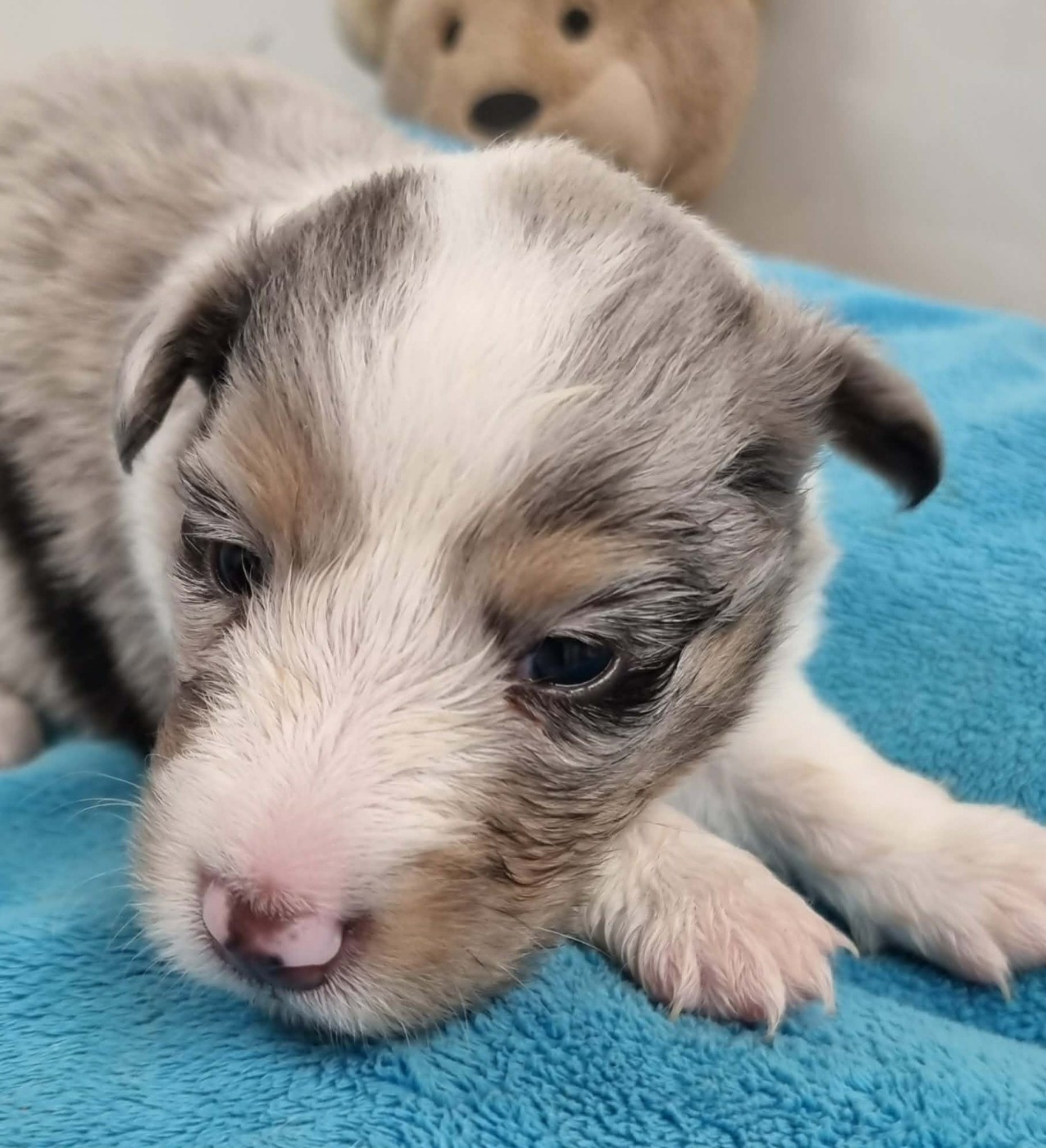 Des Shelties De La Rose - Chiots disponibles - Shetland Sheepdog