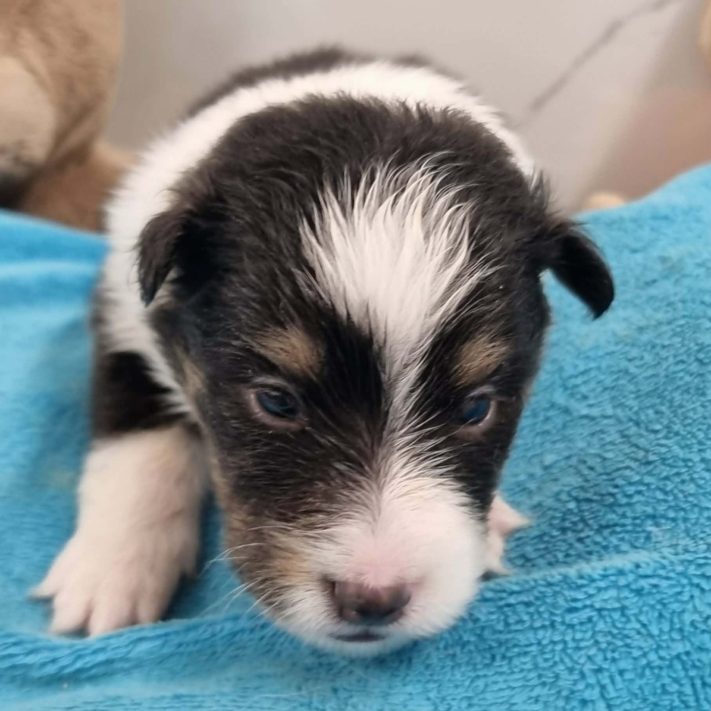Des Shelties De La Rose - Chiots disponibles - Shetland Sheepdog