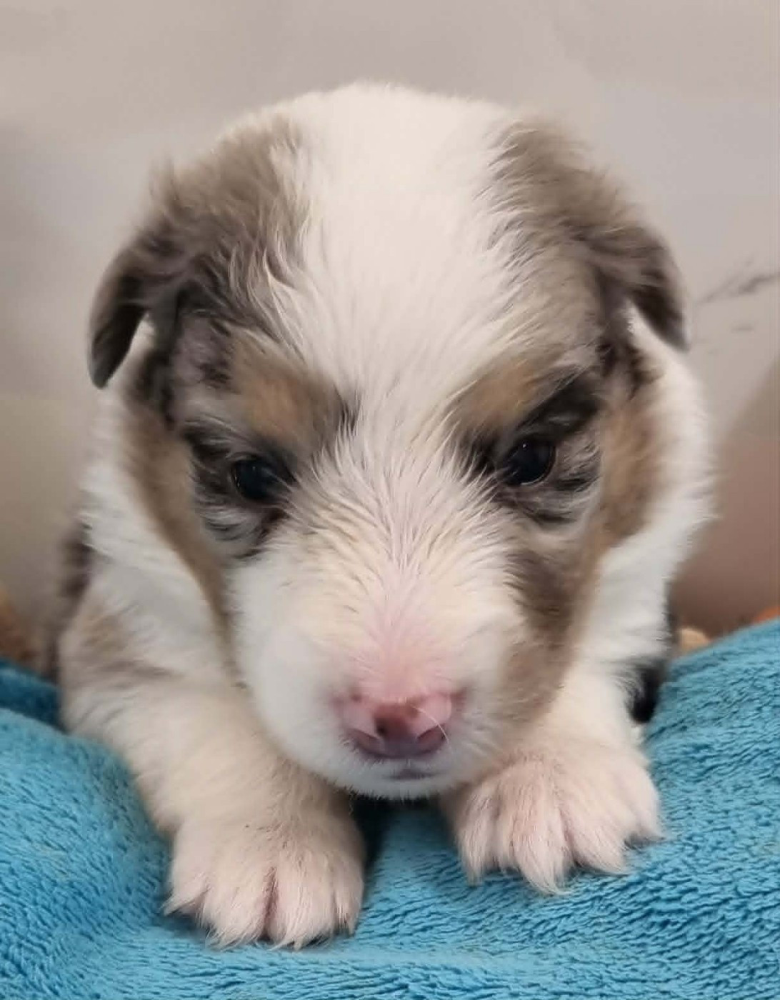 Des Shelties De La Rose - Chiots disponibles - Shetland Sheepdog