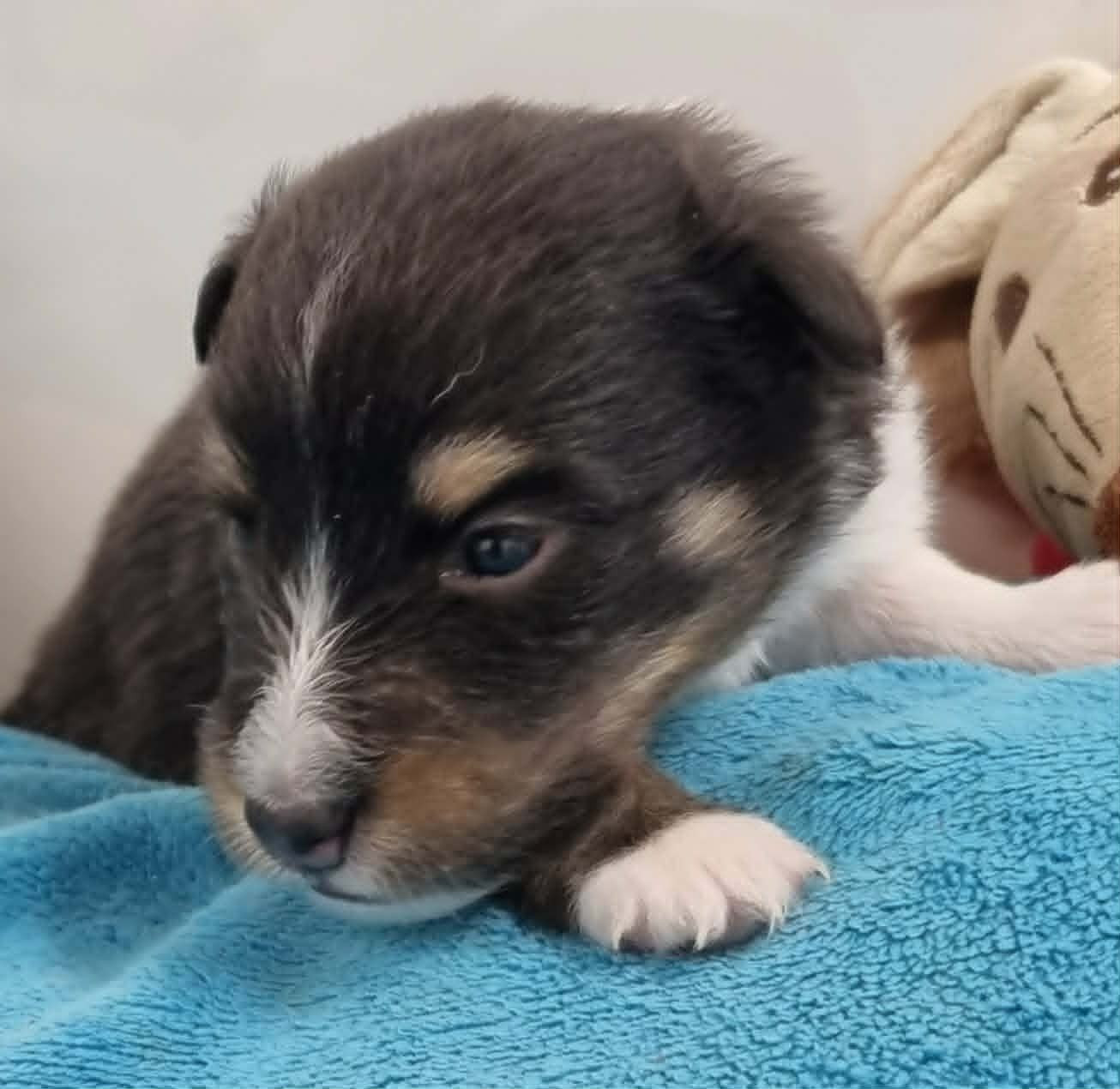 Des Shelties De La Rose - Chiots disponibles - Shetland Sheepdog